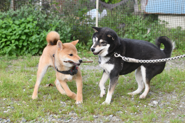 お母さんの黒柴チコちゃんと佐助君