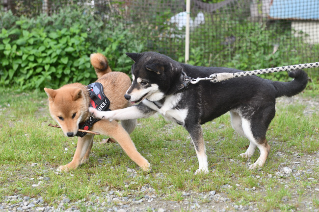お母さんの黒柴チコちゃんと佐助君