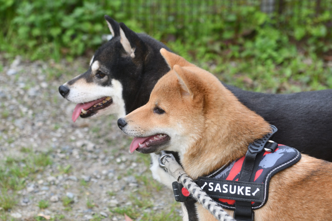 お母さんの黒柴チコちゃんと佐助君