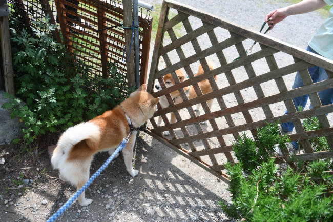 お父さんが出てくるのを待ち構えるポッケ君