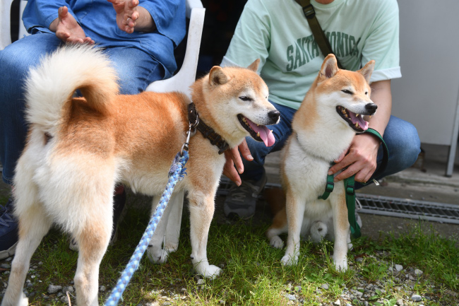 柴犬ポッケ君と源太くん