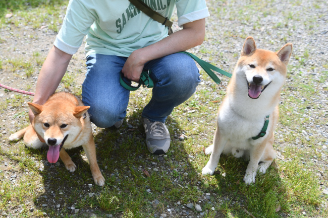 ポッケ君と妹の茶々