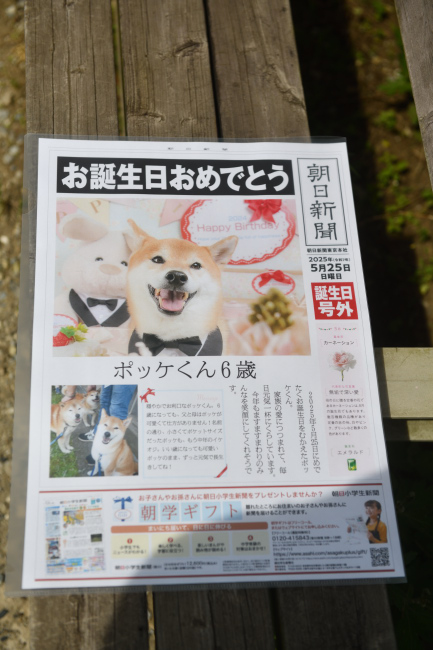 朝日新聞のポッケ君お誕生日号外