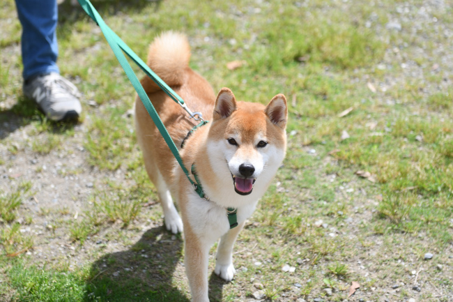 笑顔のポッケ君