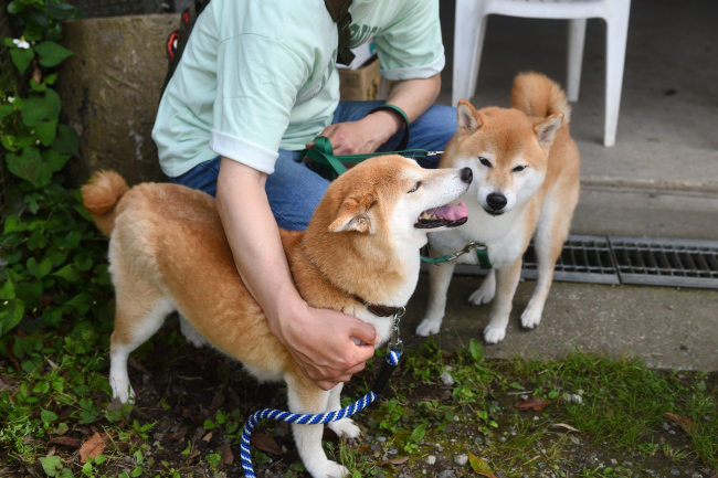 飛行機耳のムギ