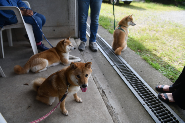 暑いので日陰に避難する柴犬たち。