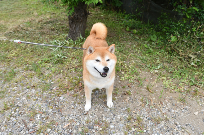 笑顔のおこげ君