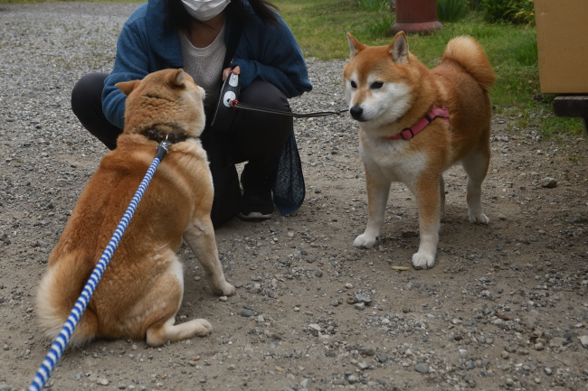 あかりとおこげ