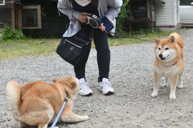あかりとおこげ