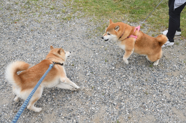 お父さんの源太くんとおこげ君