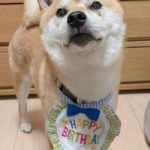 ハッピーバースデーの柴犬はちみつ君