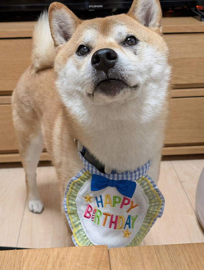 ハッピーバースデーの柴犬はちみつ君