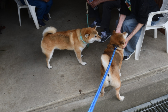 お母さんの美春姫とふー太くんの再会