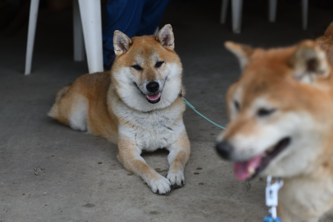 お母さんの美春姫とふー太くんの再会
