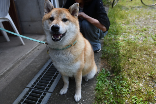 柴犬ふー太くん
