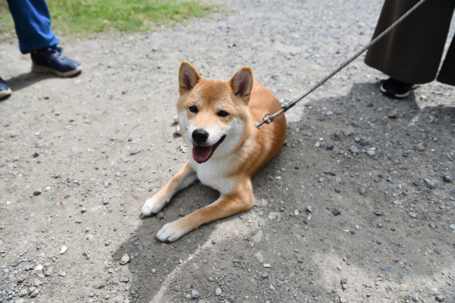 蘭ちゃんの写真