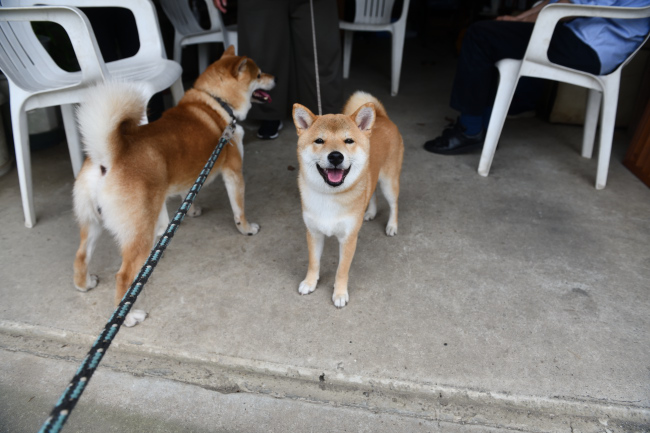 菊次郎くんと蘭ちゃん