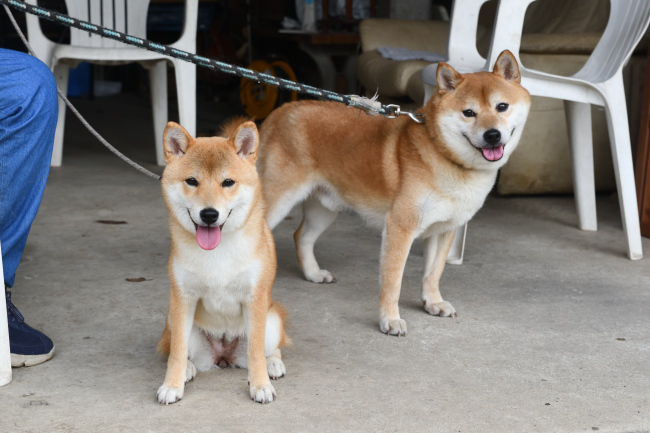菊次郎くんと蘭ちゃん