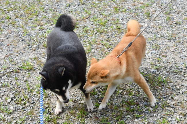 黒柴チコちゃんと蘭ちゃんの再会