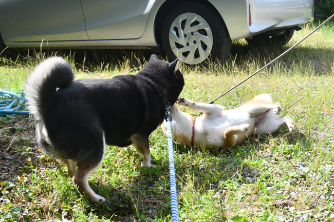 黒柴チコちゃんと蘭ちゃんの再会