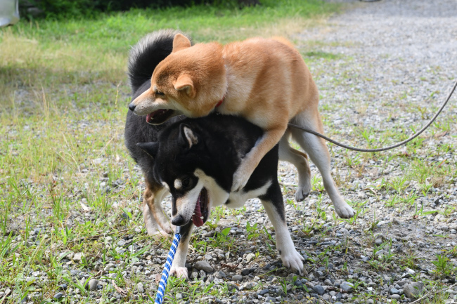 黒柴チコちゃんと蘭ちゃんの再会