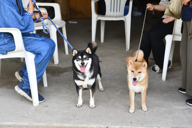 黒柴チコちゃんと蘭ちゃん