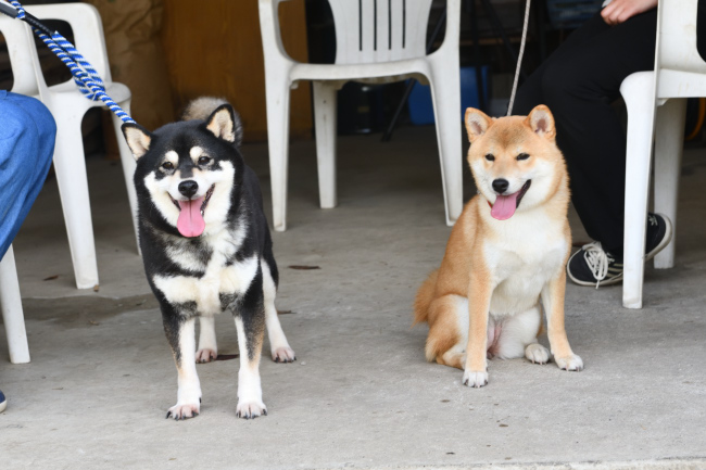 黒柴チコちゃんと蘭ちゃん