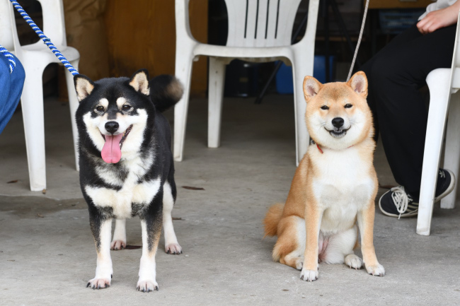 黒柴チコちゃんと蘭ちゃん