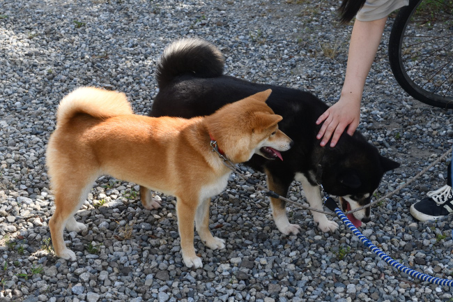 お別れの挨拶をするチコちゃん