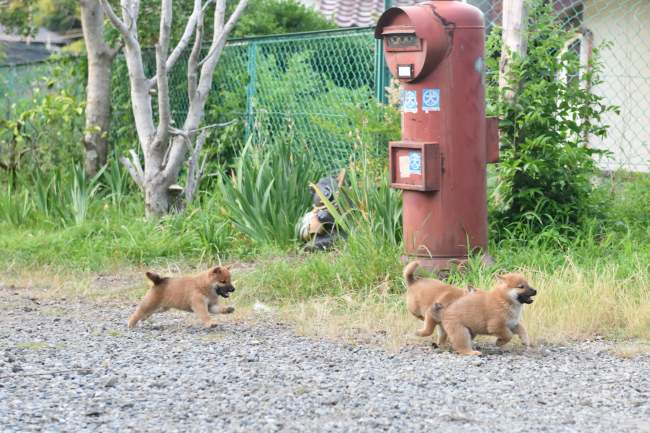 走り回る柴犬の子犬