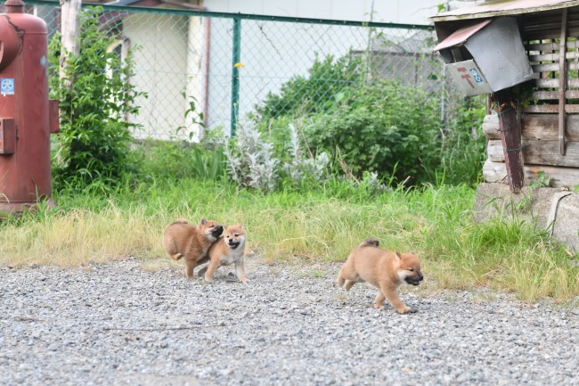 走り回る柴犬の子犬