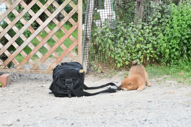 カメラバッグを壊す柴犬の子犬