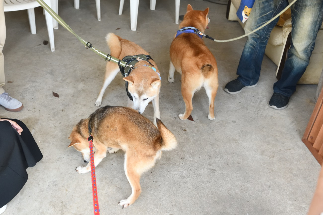 お母さんとリク君＆福丸君の再会