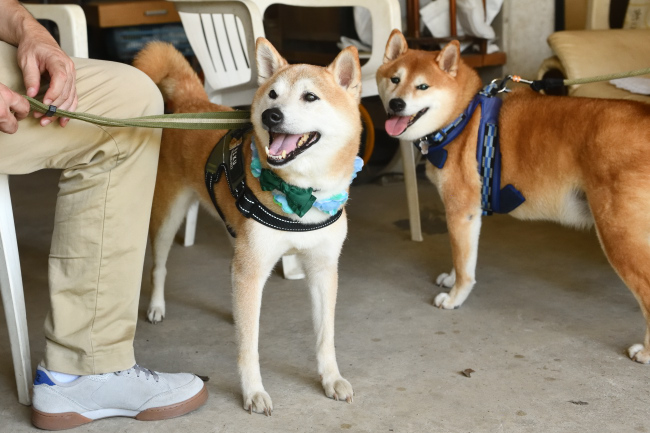 笑顔のリク君と福丸君