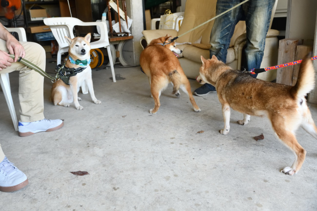 子どものお尻の匂いを確認するかりん