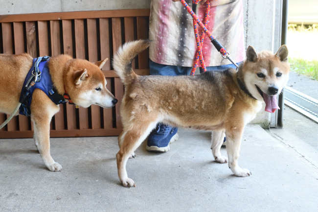 福丸君にお尻の匂いをかがれるかりん