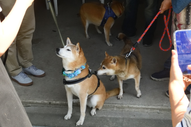 子どもの匂いを嗅ぐかりん