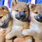 3匹の柴犬の子犬