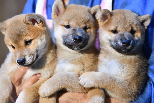3匹の柴犬の子犬