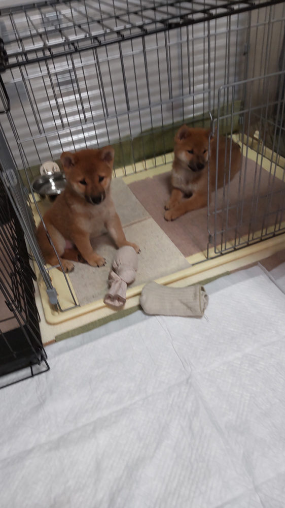 新しいお家で生活する晴太郎くん＆健太くん