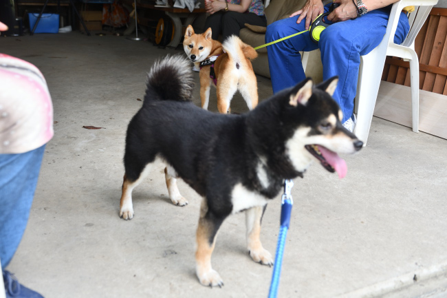 黒柴二郎君と娘の房ちゃんの対面