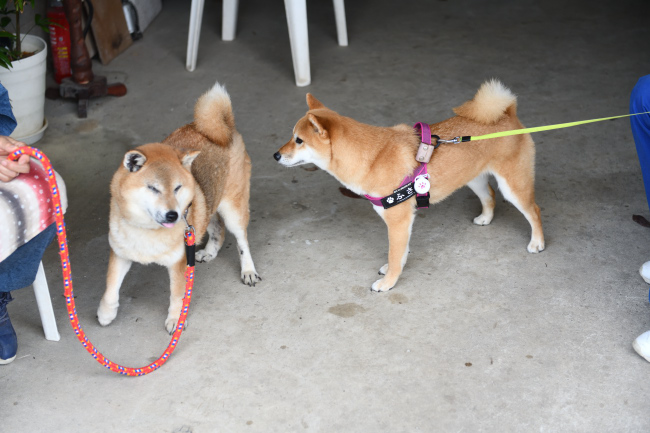 春ちゃんと房ちゃん