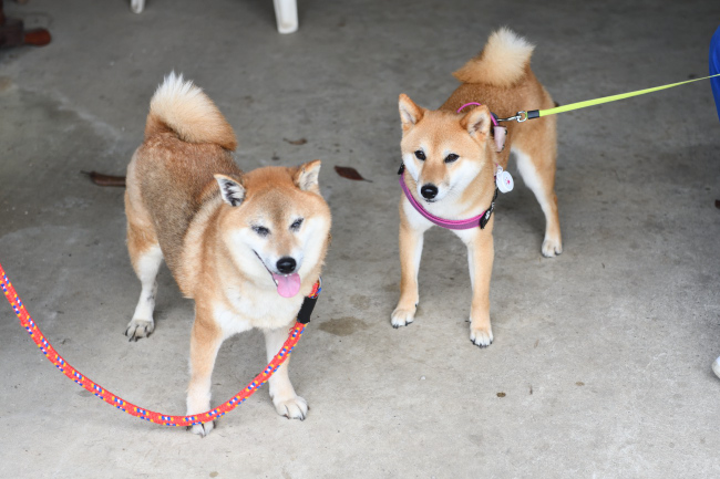 春ちゃんと房ちゃん