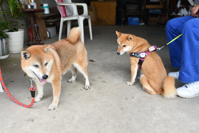 春ちゃんと房ちゃん