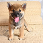 見学受付中のメスの柴犬の子犬