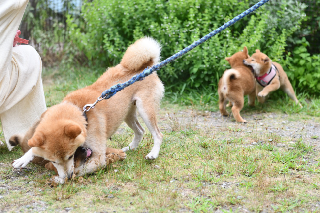 お母さんと2兄弟のじゃれ合い