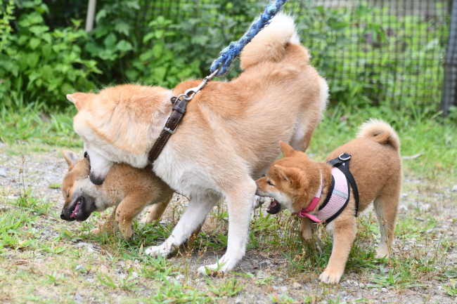 お母さんと2兄弟のじゃれ合い
