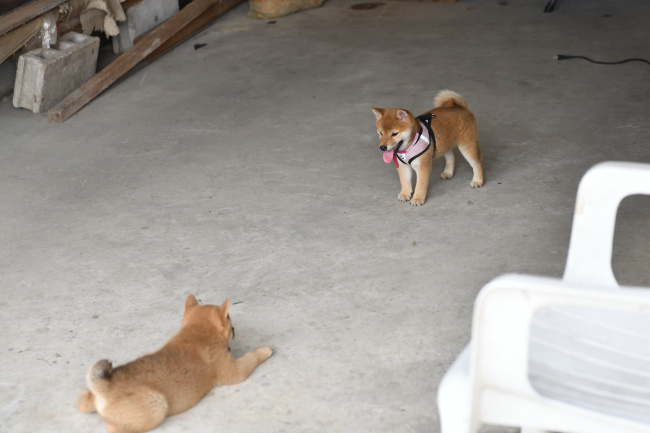 暑いのでガレージに入る子犬たち