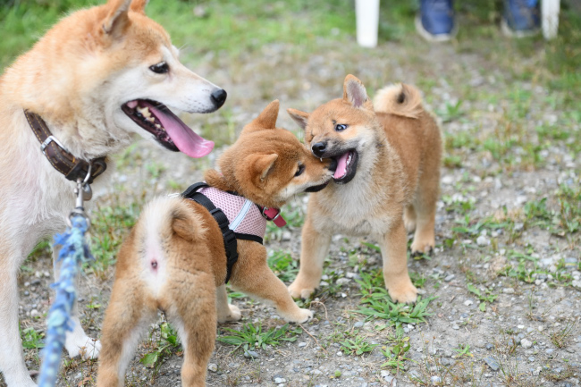 お母さんと2兄弟のじゃれ合い