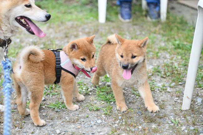 お母さんと2兄弟のじゃれ合い